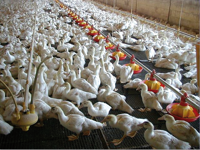 Duck feeding system | Feeding Systems | Products | Agromax